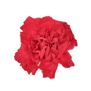 Beyaz arka planda karanfil izole edilmiş. Beyaz üzerine kırmızı çiçek