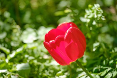 Kırmızı lale çiçeği bahçeye yakın çekim. Parlak yeşil bir arka planda. bahar çiçekleri arka planı