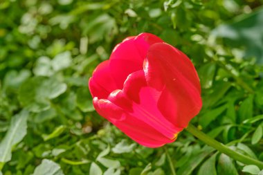 Kırmızı lale çiçeği bahçeye yakın çekim. Parlak yeşil bir arka planda. bahar çiçekleri arka planı