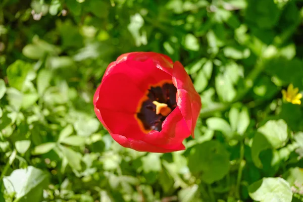 Czerwony Kwiat Tulipan Zbliżenie Strzał Ogrodzie Jasnozielonym Niebieskim Tle Wiosenne — Zdjęcie stockowe