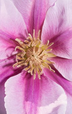 Akasma çiçek Merkezi closeup