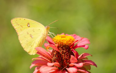 Kadın bulutsuz kükürt kelebek pembe Zinnia yaz bahçesinde beslenirler