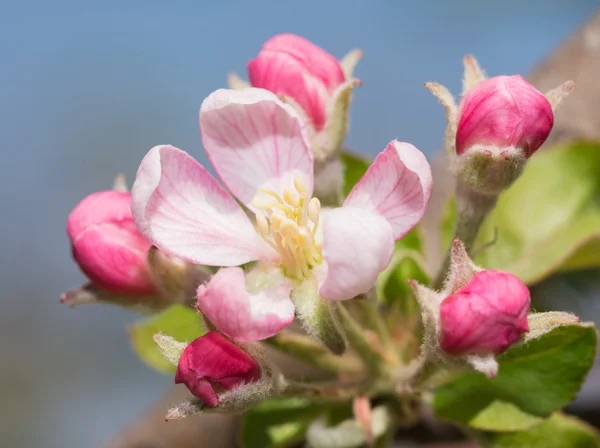 Bela flor de maçã rosa e branca cercada por botões, contra o céu azul da primavera — Fotografia de Stock