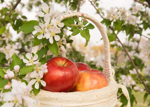 Pommes dans un panier blanc dans un pommier à fleurs au printemps — Photo