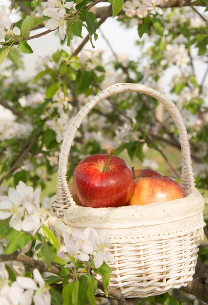 Pommes dans un panier en osier blanc, dans un pommier en fleurs au printemps — Photo