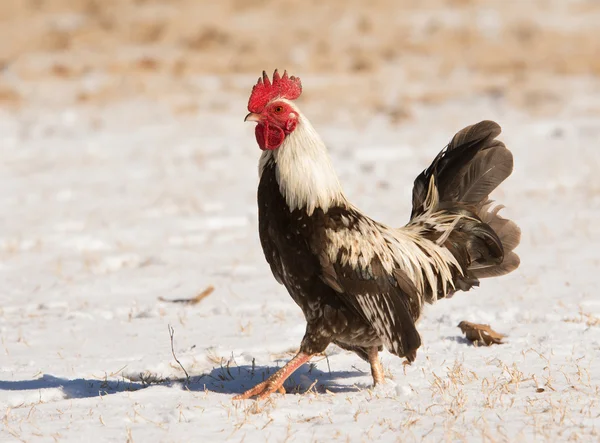 Kahverengi benekli bantam rooster karda bir güneşli kış gününde uyanma — Stok fotoğraf