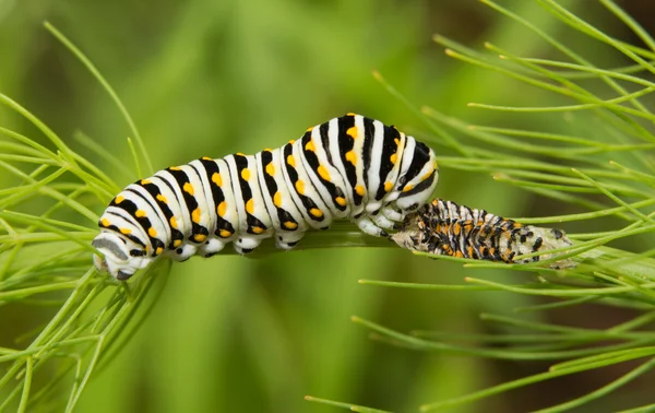 Κάμπια πεταλούδα μαύρο Swallowtail που τρώει το δέρμα του molted για επιπλέον διατροφή — Φωτογραφία Αρχείου
