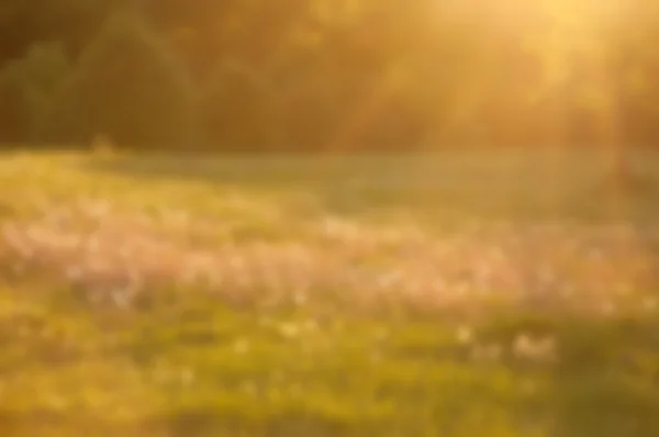 Abstrakta suddig soliga ängen bakgrund, med solen strålar — Stockfoto