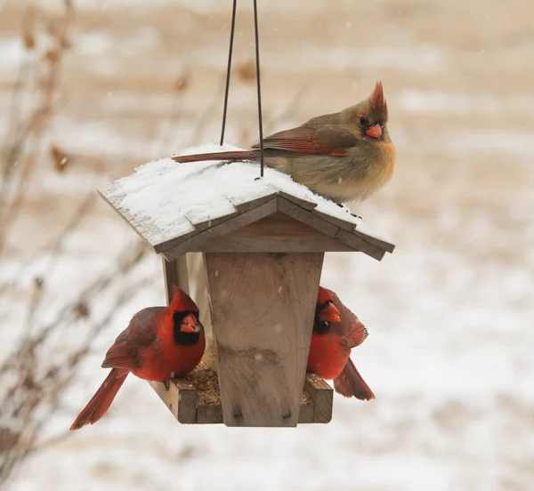 Mujer Cardenal del Norte sentada encima de un comedero de aves en las nevadas, con dos machos debajo de ella comiendo semillas — Foto de Stock