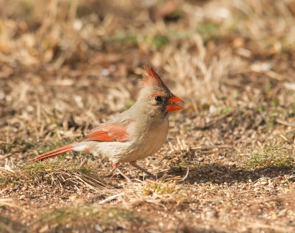 Female Northern Cardinal eating seeds on the ground in winter — Stock Photo, Image