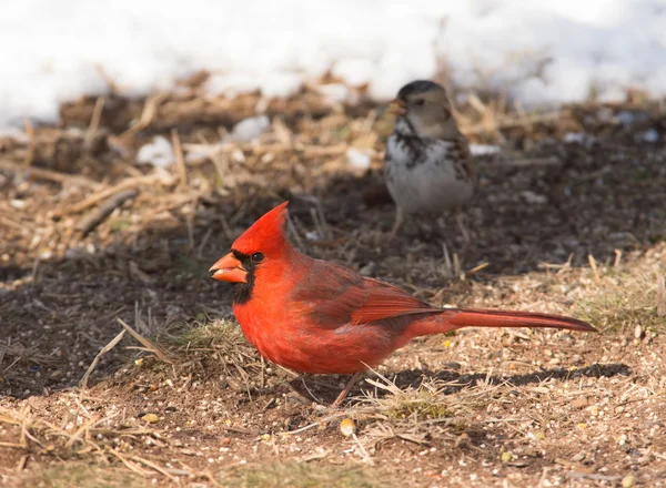 Male Northern Cardinal on the ground eating seeds, with snow and a sparrow on the background — Stock Photo, Image