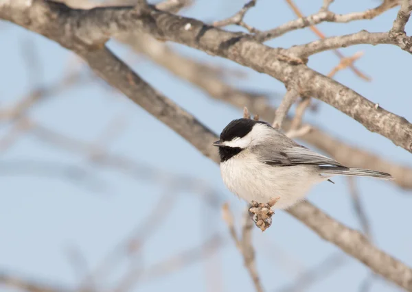 Piccola Carolina Chickadee fare un pisolino in un albero di quercia sotto il sole invernale — Foto Stock