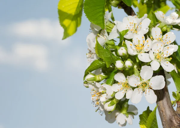이른 봄에 있는 순수한 백색 체리 꽃 — 스톡 사진
