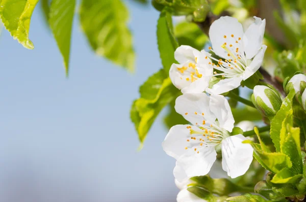 Flores de cereja brancas puras na árvore contra o céu de primavera azul — Fotografia de Stock