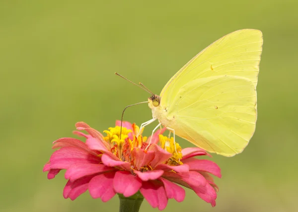 Linda, macho brilhantemente amarelo Borboleta de enxofre sem nuvens alimentando-se de uma flor de Zinnia vermelha — Fotografia de Stock
