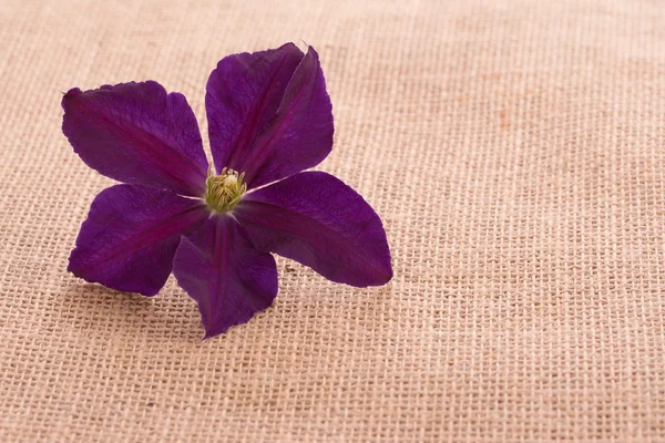 Deep purple Clematis flower on burlap background with copy space — Stock Photo, Image