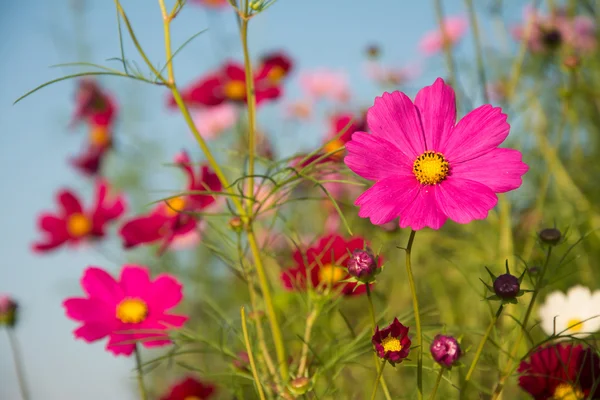 Colorful Cosmos flowers against blue autumn sky — Stock Photo, Image