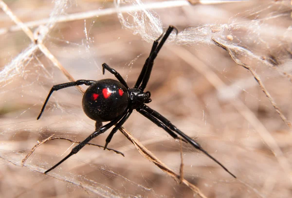 Svarta änkan spider utomhus på en webbsida Royaltyfria Stockbilder