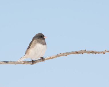 Kara gözlü Junko soluk mavi kış gökyüzü karşı bir meşe ağacının oturan