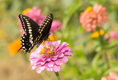 Doğu siyah Swallowtail kelebek pembe Zinnia yaz bahçesinde beslenirler