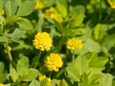 Yonca aureum, altın yonca çiçek sping ışığında