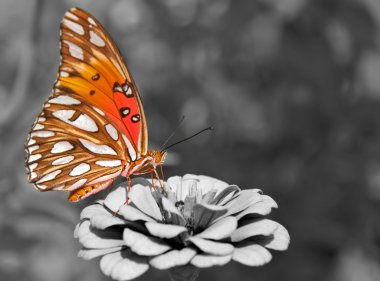 Bir Zinnia besleme Körfez Fritillary kelebek ventral görünümünü; renk siyah ve beyaz nokta