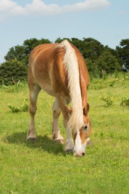 Otlatma mera Belçika taslak at