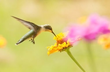Hovering Hummingbird eating nectar from a Zinnia flower clipart