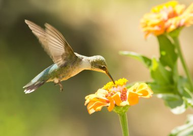 Juvenile male Hummingbird feeding on a Zinnia flowerin summer garden clipart