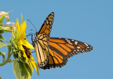 Monarch kelebek mavi gökyüzü arka plan ayçiçeği beslenirler