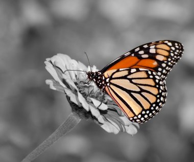 Female Monarch butterfly feeding on Zinnia flower, color spot on black and white clipart