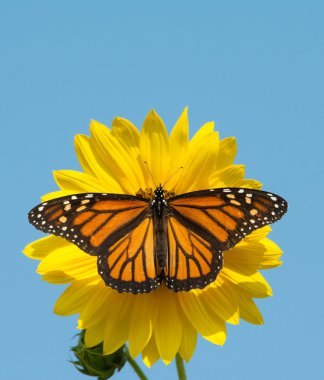 Female Monarch butterfly feeding on a wild sunflower against clear blue sky clipart
