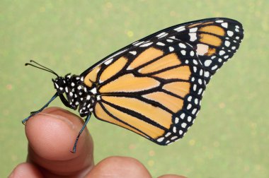 Monarch butterfly resting on a finger clipart