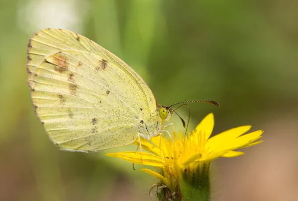 Papillon de soufre délicat, la plus petite piéride nord-américaine reposant sur une fleur sauvage jaune — Photo