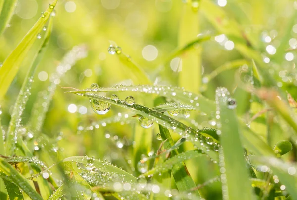 Dauw daalt in gras, fel verlicht door de ochtendzon — Stockfoto