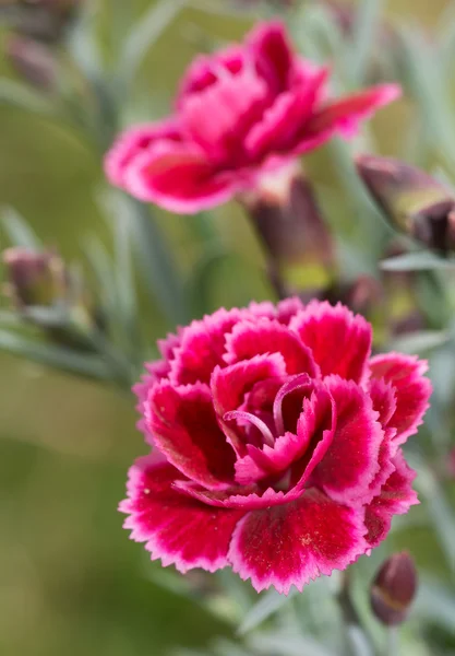 Beautiful burguny Dianthus flower — Stock Photo, Image