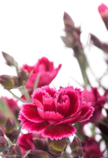 Burgundy Dianthus flower on white — Stock Photo, Image