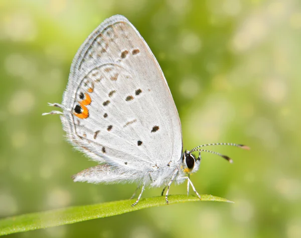Immagine da sogno di una piccola farfalla blu coda orientale poggiata su un filo d'erba — Foto Stock
