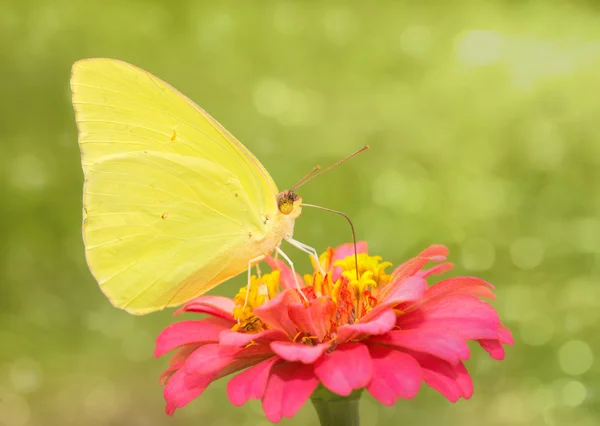 Immagine sognante di una farfalla di zolfo senza nuvole gialla brillante — Foto Stock