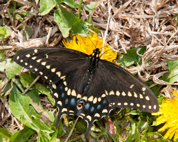 Eastern Black Swallowtail mariposa alimentándose de un diente de león a principios de primavera — Foto de Stock