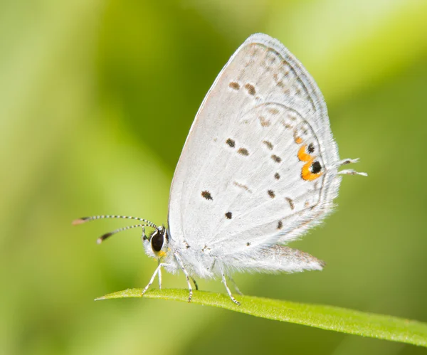 Zdrobnienie wschodniej Tailed Błękitny motyl spoczywała na trawę na tle lato zielony — Zdjęcie stockowe