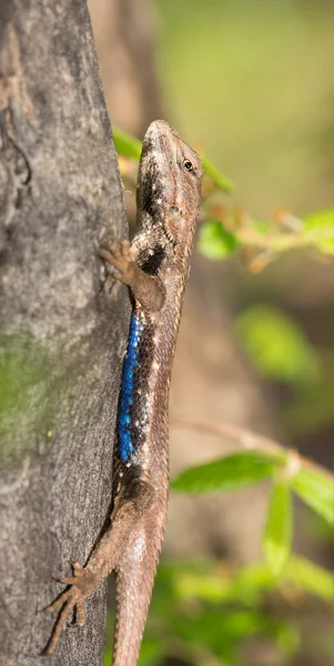 Male eastern Fence Lizard in spring, with his blue belly patch showing — Stock Photo, Image