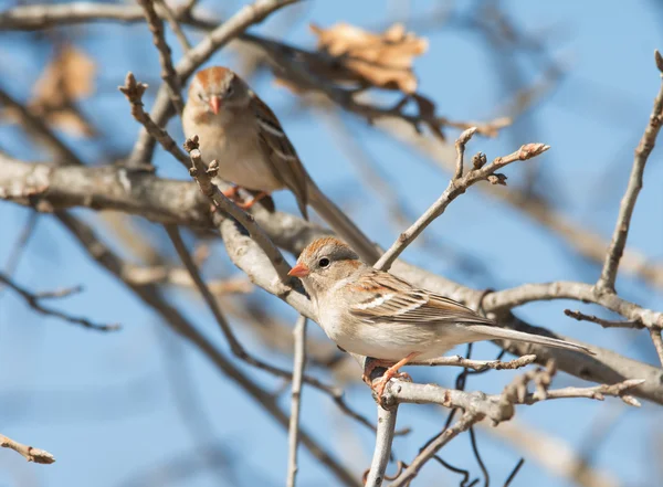 Fältet Sparrow uppflugen på en ek, med en annan i bakgrunden, mot blå vinter himlen — Stockfoto