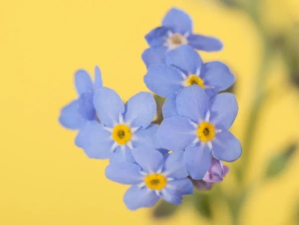 Malý květ pomněnka na žlutém podkladu — Stock fotografie