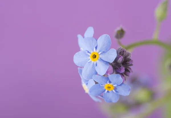 Elegantní modrá květ pomněnka na fialovém pozadí — Stock fotografie