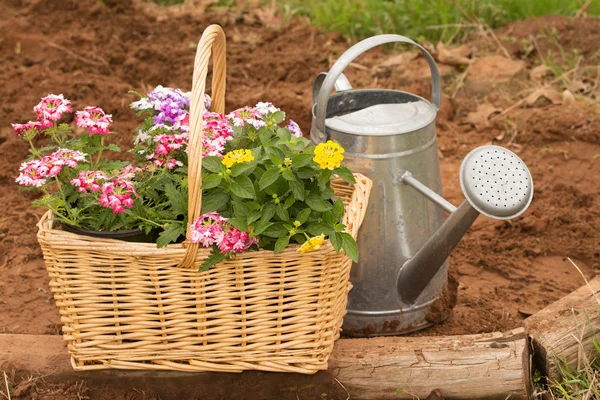 Basket full of colorful flowers ready for spring planting, with a watering can — Stock Photo, Image