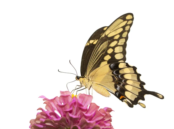 Dev Swallowtail kelebek üzerinde beyaz izole bir pembe Zinnia beslenirler — Stok fotoğraf