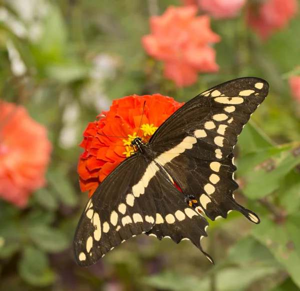 Rückenansicht von Papilio cresphontes, Riesenschwalbenschwanz-Schmetterling, der sich von einer roten Zinnia-Blume im Garten ernährt — Stockfoto