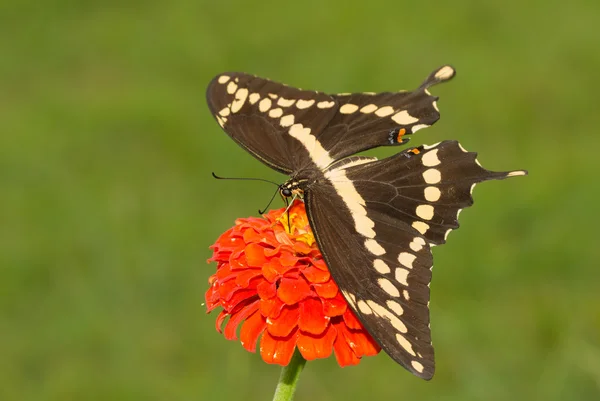 Veduta dorsale di una farfalla gigante coda di rondine che si nutre di un fiore arancione di Zinnia con sfondo verde estivo — Foto Stock