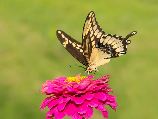 夏の庭でホット ピンクのジニアを食べて巨大なアゲハチョウ アゲハ cresphontes — ストック写真